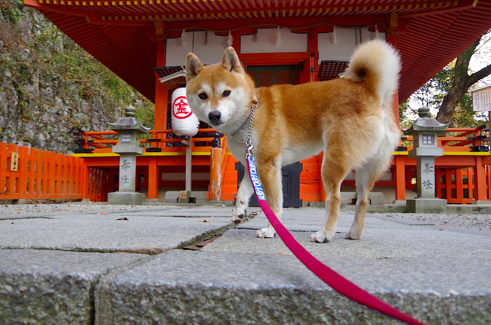 快节奏带动是否有助于打乱对手轮换计划，快节奏进攻